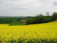 Etude GB : les biocarburants sont néfastes pour l’environnement