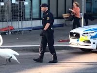 Un cygne bloque la route à l'heure de pointe