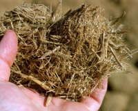 Novozymes : un accord avec le Brésil pour le développement de bioéthanol de la bagasse