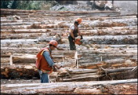 Québec : face à une crise forestière, une usine d'éthanol à partir de résidus de bois