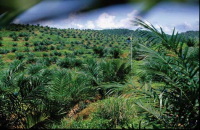 Biocarburant en Allemagne : comment rendre la production d'huile de palme un peu moins nocive