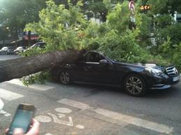Grands boulevards : un arbre tombe sur un automobiliste parisien