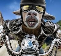 Larzac Moto Ripaille 2017: rendez-vous le samedi 17 juin prochain