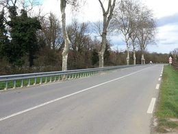 L'association 40 millions d'automobilistes veut sauver les platanes