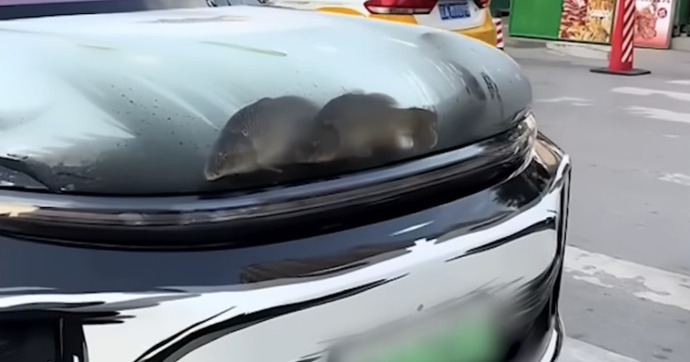 Une voiture aquarium illégale surprise en Chine