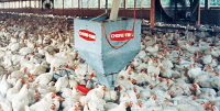 Un morceau de viande dans votre assiette est responsable d'autant d'émissions de gaz à effet de serre qu'un trajet de 70 kms en voiture !